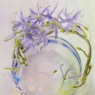 تعدادی از عکس‌های ارائه شده در رقابت عکس هنری ماکرو ۲۰۲۰